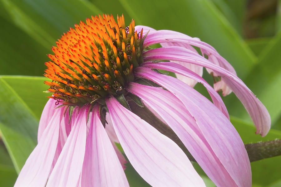 Purple Cone Flower Echinacea Photograph by Keith Webber Jr