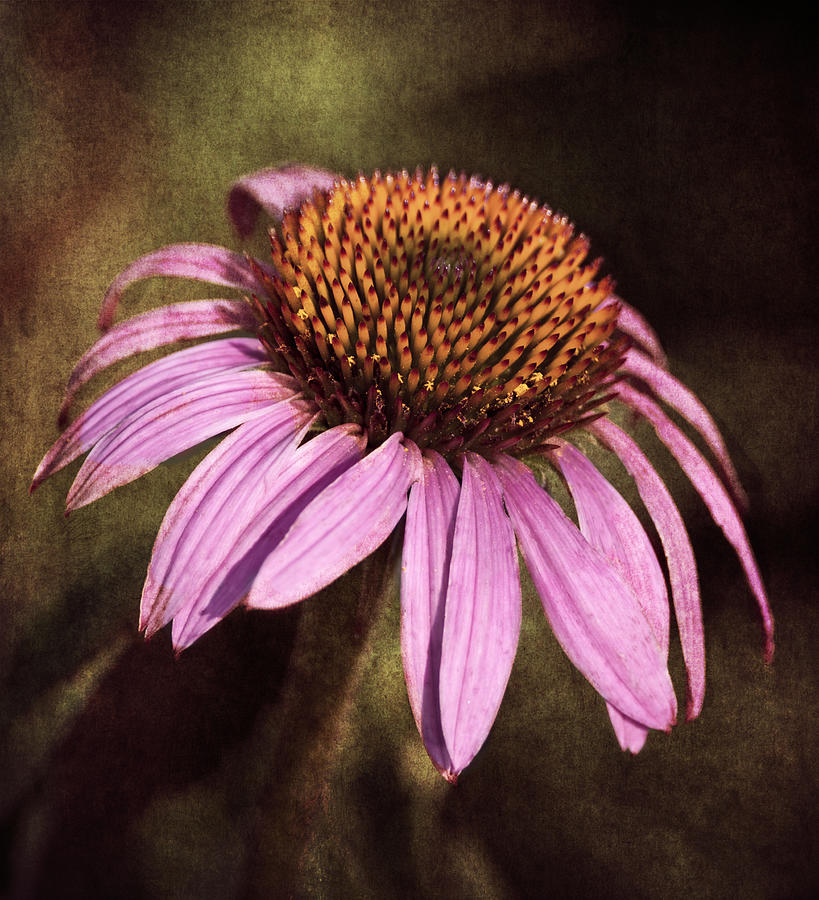 Purple Cone Flower II Photograph by Dale Kincaid