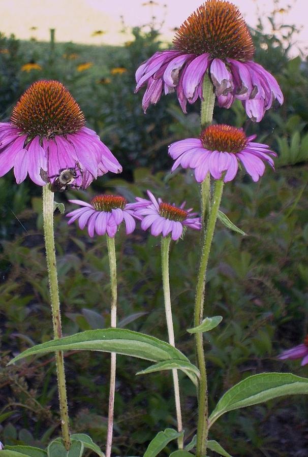 Nature Photograph - Purple cone flowers and bee by Joseph Ferguson
