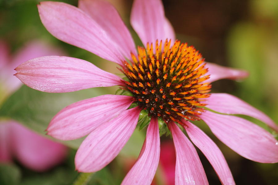 Flower Photograph - Purple Coneflower by Donna Walsh