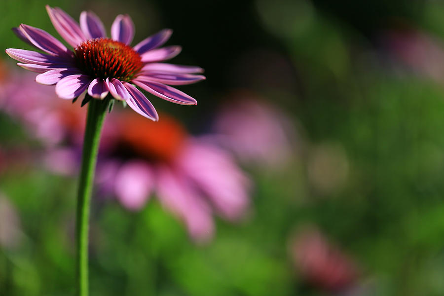 Flower Photograph - Purple Coneflower Dream by Rachel Cohen