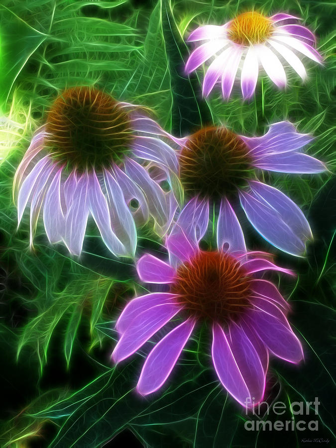 Purple Coneflower Echinacea Photograph by Kathie McCurdy