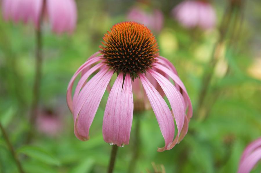 Flower Photograph - Purple Coneflower Flower by Lawrence Lawry/science Photo Library