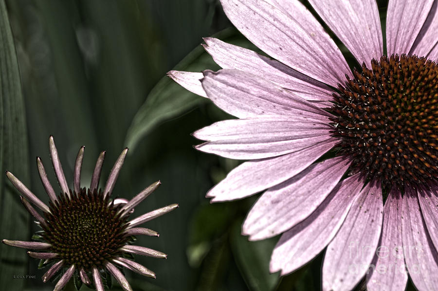 Flower Photograph - Purple Coneflower Imperfection by Lesa Fine