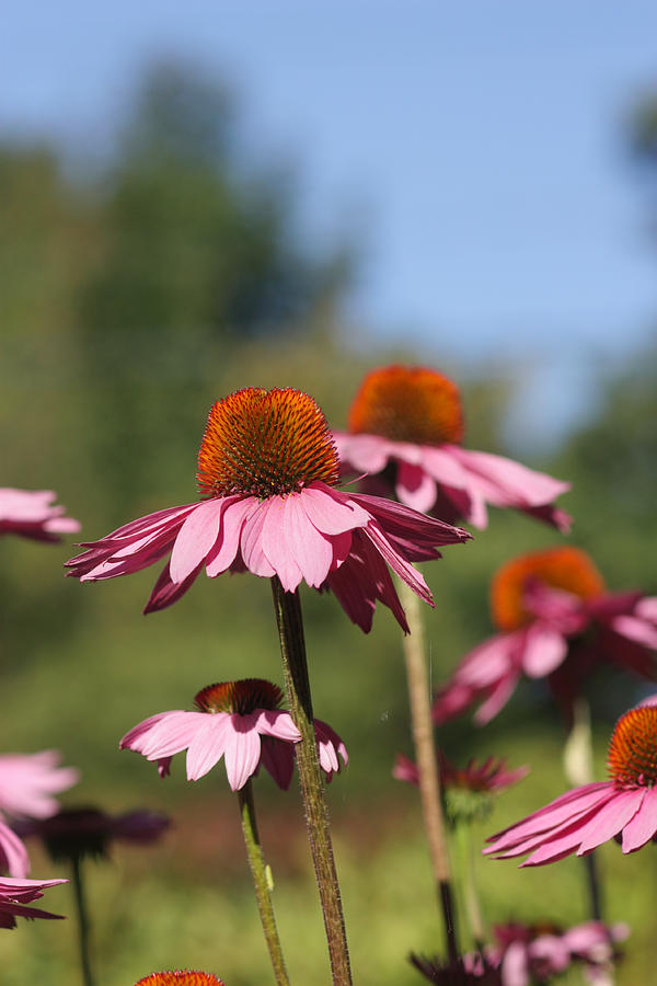 Purple Coneflower Photograph by Jeanne White
