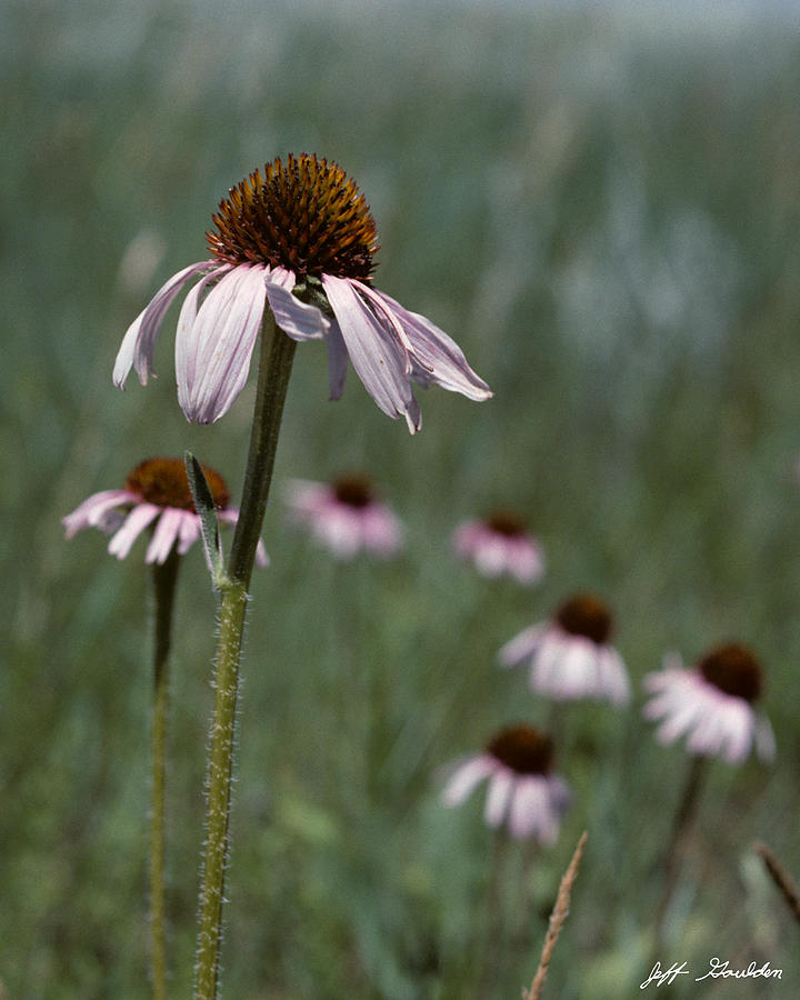 Purple Coneflower Photograph by Jeff Goulden