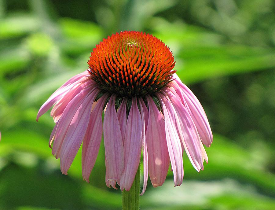 Purple Coneflower Photograph by MTBobbins Photography