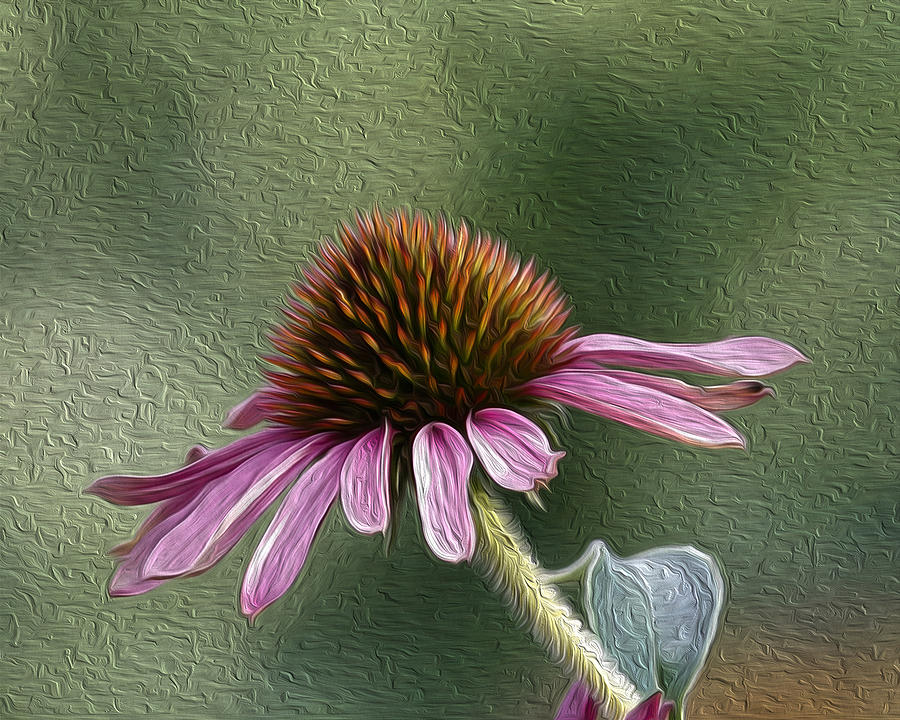 Flowers Still Life Photograph - Purple Coneflower by Nathan Harker