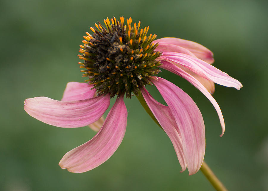 Purple Coneflower Photograph by Photographic Arts And Design Studio