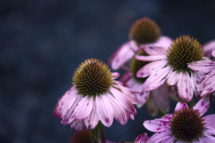 Purple Coneflower Photograph by Tracy Winter