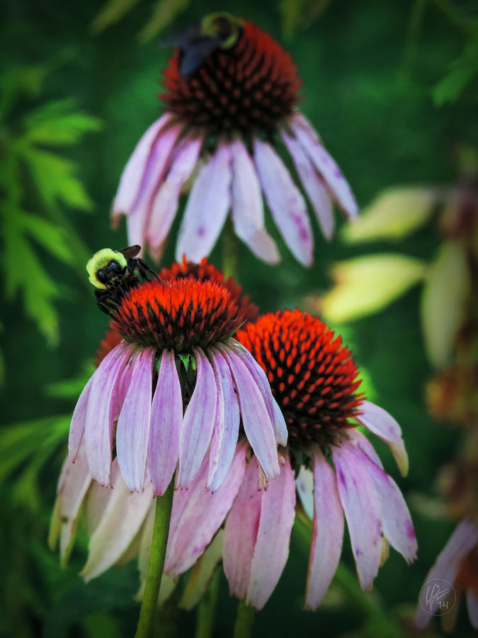 Flower Photograph - Purple Coneflowers 001 by Lance Vaughn