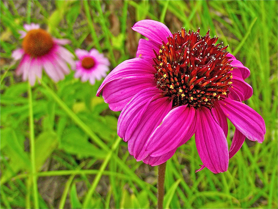 Purple Coneflowers in Indiana Dunes National Lakeshore-Indiana Photograph by Ruth Hager