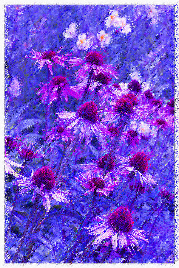 Flower Photograph - Purple Coneflowers by Lori Schneider
