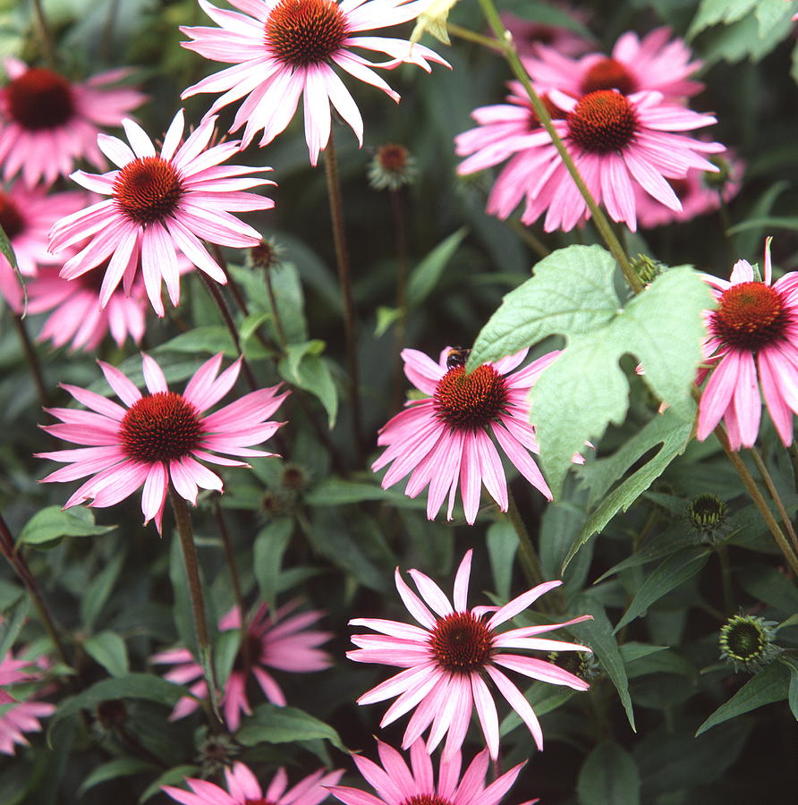 Purple Coneflowers Photograph by Sheila Terry/science