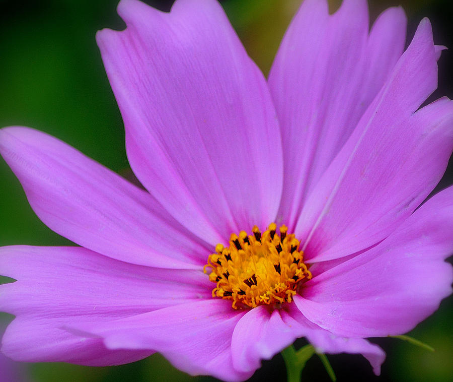 Flower Photograph - Purple Cosmos by Joan Han