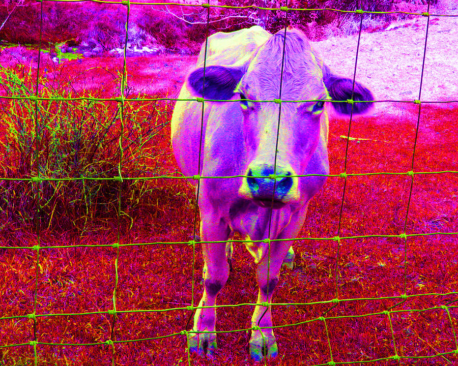 Purple Cow Photograph by Patricia Januszkiewicz