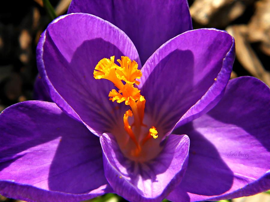 Purple Crocus Detail Photograph by Chris Berry