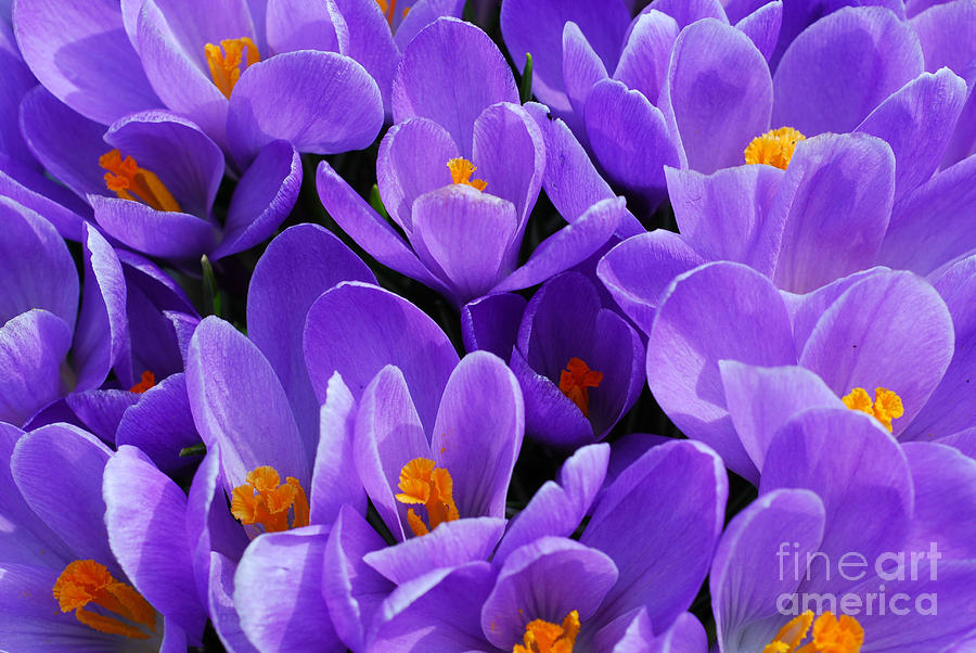 Flower Photograph - Purple crocus by Elena Elisseeva