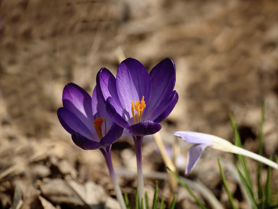 Purple Crocus Flower 1 Photograph by Thomas Young