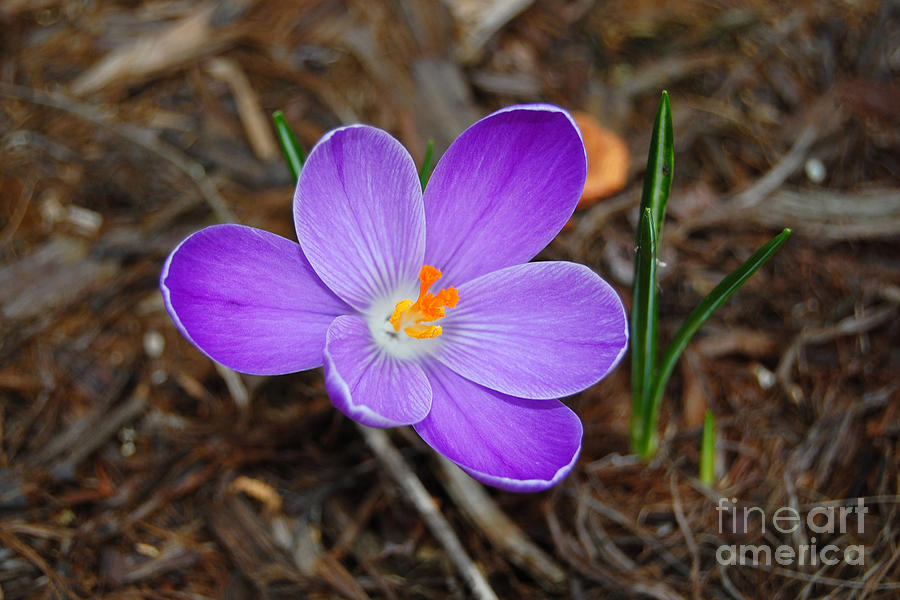 Purple Crocus Flower Photograph by Debra Thompson