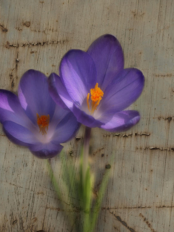 Purple Crocus Flower  On Metal Photograph by Thomas Young