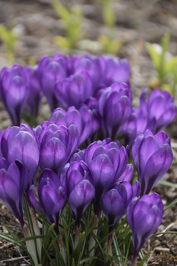 Purple crocus Flowers Photograph by Valerie Collins