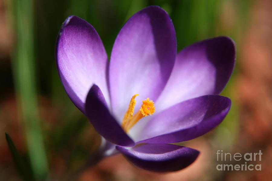 Flower Photograph - Purple Crocus  by Neal Eslinger