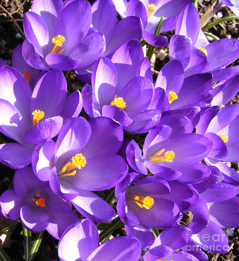 Flowers Still Life Photograph - Purple Crocus Spring Welcome by Barbara A Griffin
