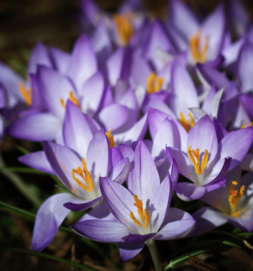 Nature Photograph - Purple Crocus by Straublund Photography