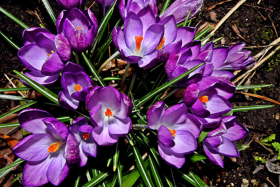 Purple Crocuses Photograph by Brian Chase - Fine Art America