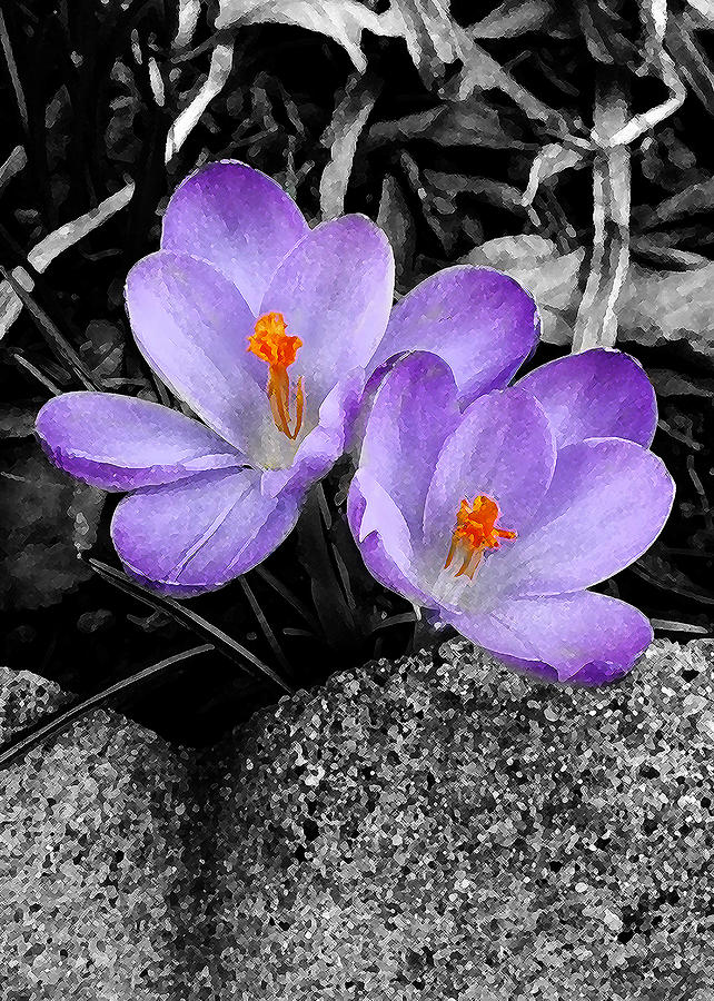 Spring Photograph - Purple Crocuses - f2g by Richard Andrews