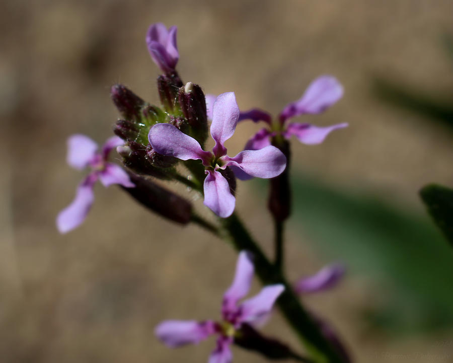 Purple Crossflowers Photograph by Aaron Burrows