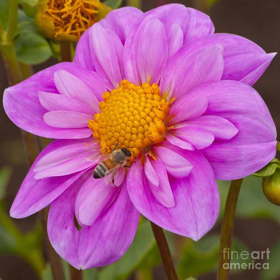 Flowers Still Life Photograph - Purple Dahlia and Honey Bee by M J