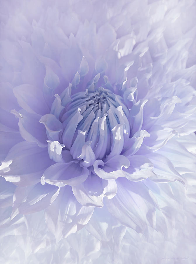 Purple Dahlia Flower Photograph by Jennie Marie Schell