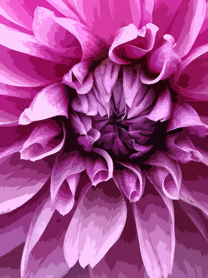 Purple Dahlia  Digital Art by Joyce  Wasser