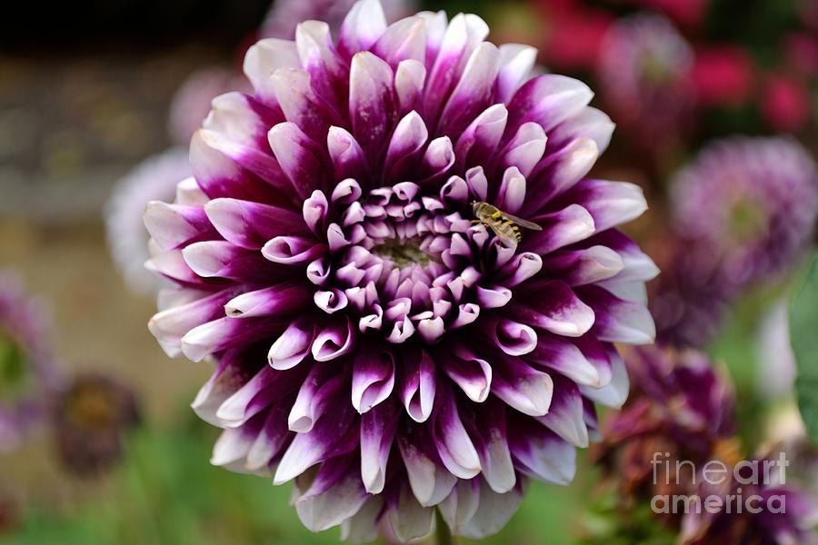 Nature Photograph - Purple Dahlia White Tips by Scott Lyons