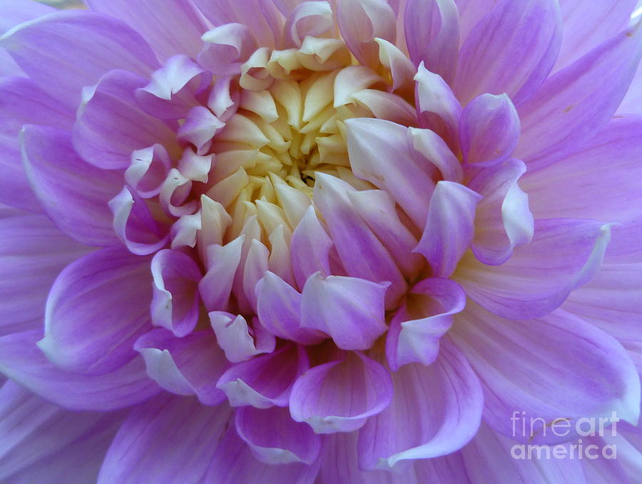 Purple Dahlia with touch of yellow Photograph by Lingfai Leung
