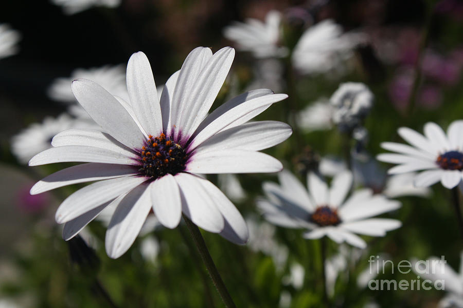Purple Daisies 2 Photograph by Kelly Holm