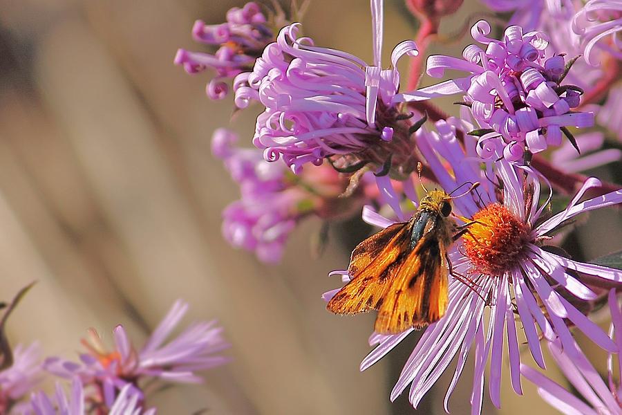 Purple Daisies and Butterfly Photograph by Angela Murdock
