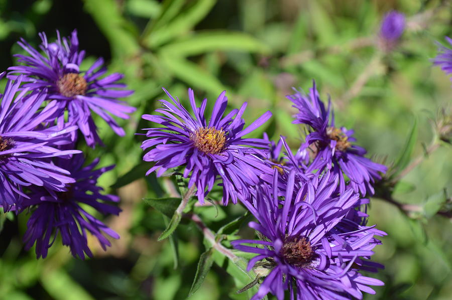 Purple New England Asters #1 Photograph by Curtis Krusie
