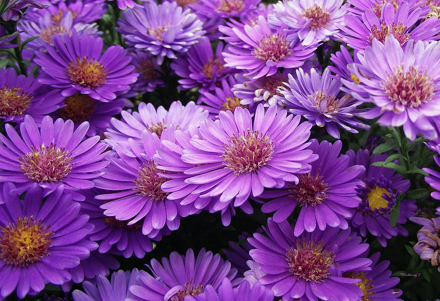 Purple Daisies in the garden Photograph by Duane McCullough