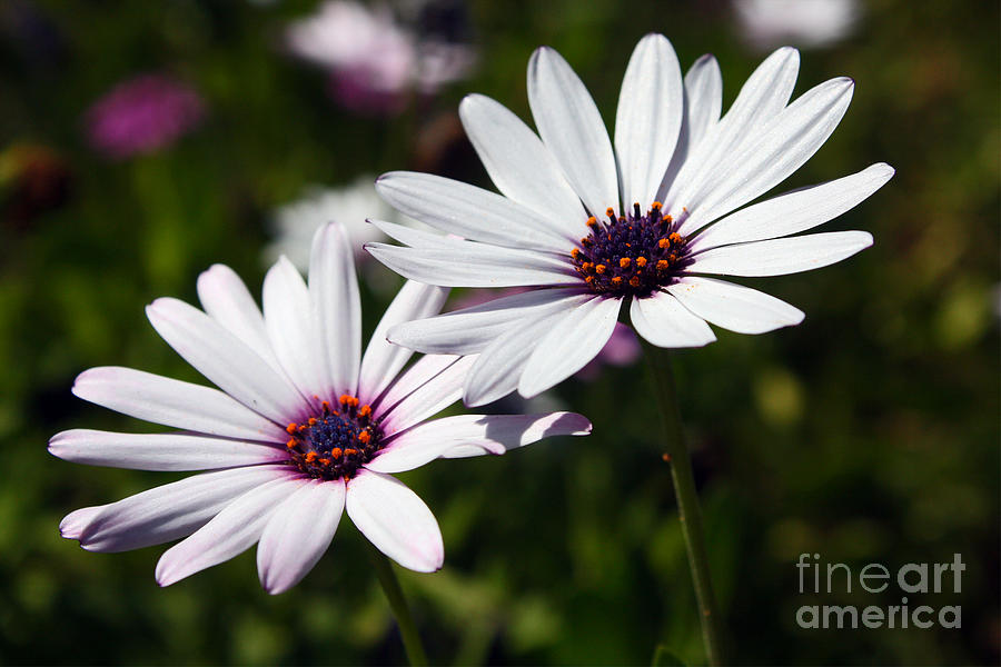 Purple Daisies Photograph by Kelly Holm
