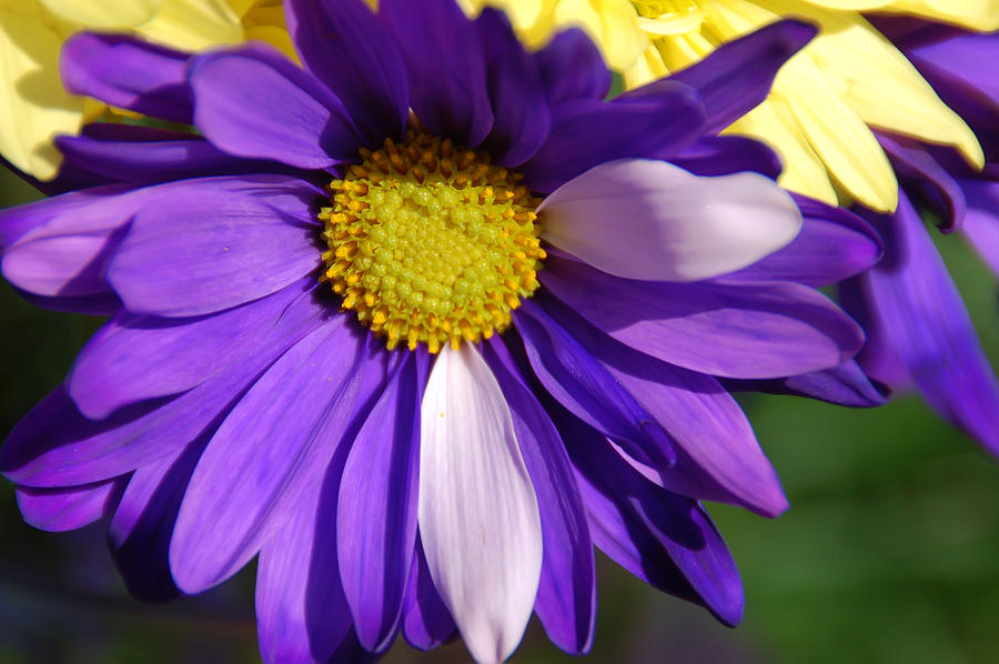 Daisy Photograph - Purple Daisy by Aimee L Maher ALM GALLERY