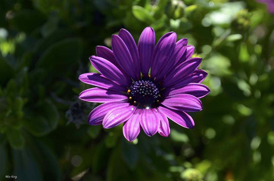 Purple Daisy Photograph by Alex King