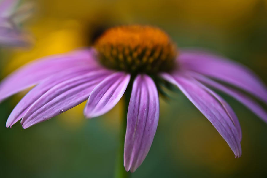Purple Daisy Photograph by Alex Grichenko