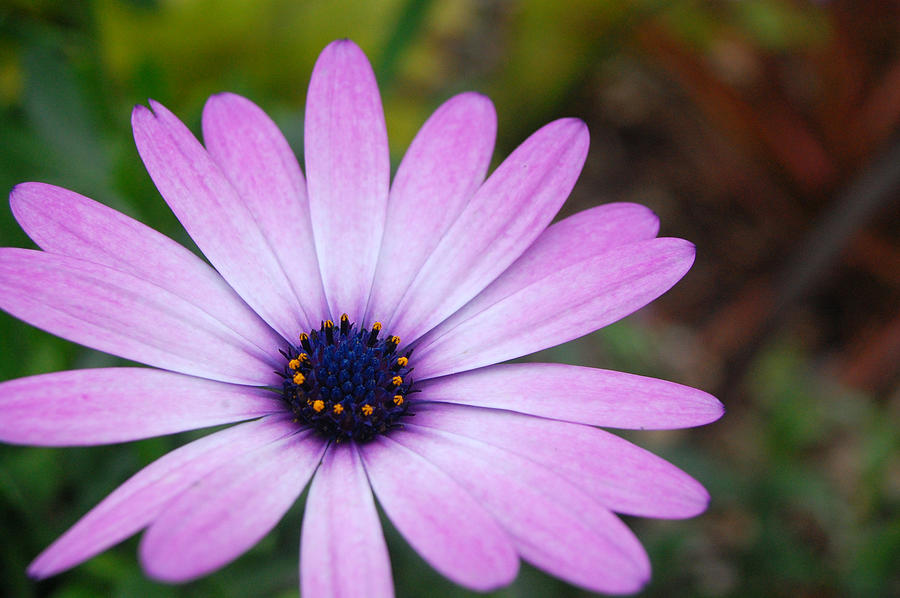 Purple Daisy Photograph by Amy Fose