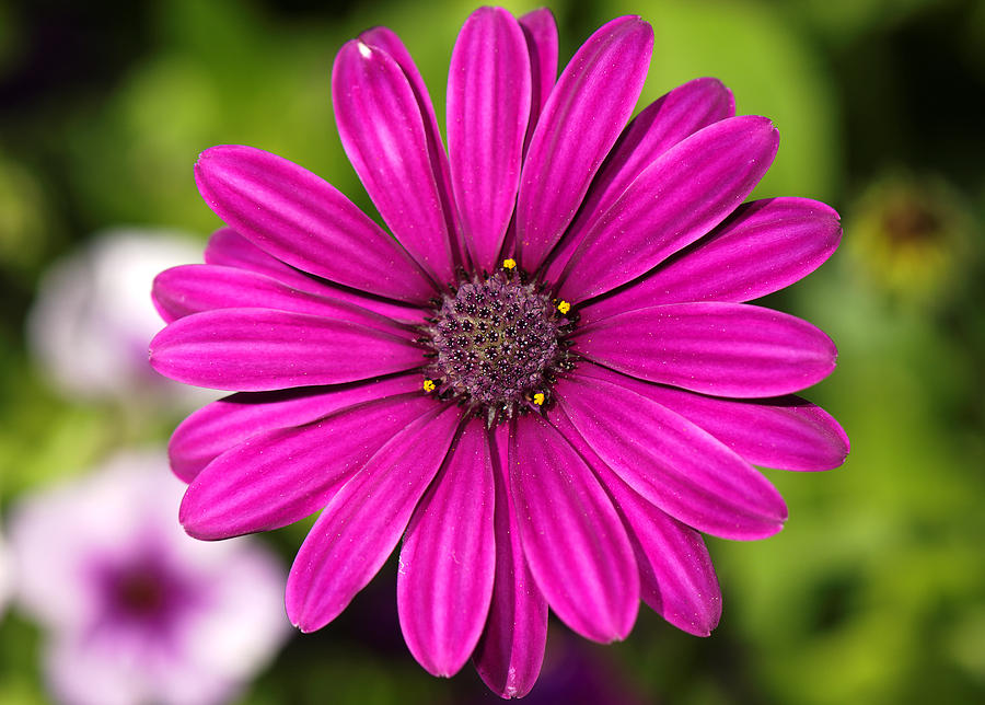 Purple Daisy Elegance Photograph by Charles Feagans - Fine Art America