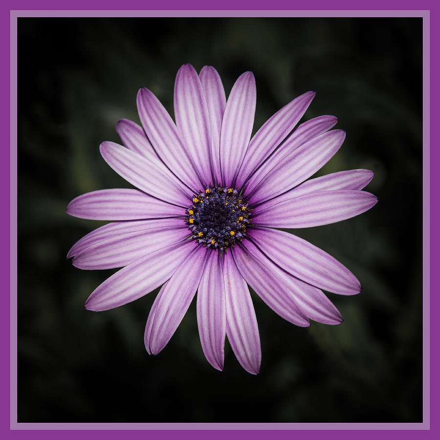 Purple Daisy Photograph by Ernest Echols