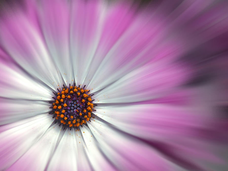 Purple Daisy Digital Art by Nina Bradica