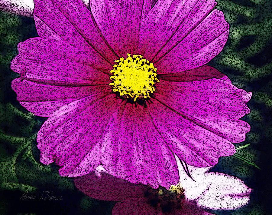 Purple Daisy Photograph by Robert J Sadler